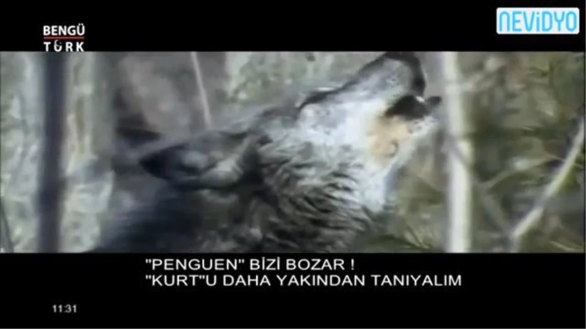 Penguen Bizi Bozar, Kurt\'u Daha Yakından Tanıyalım\'