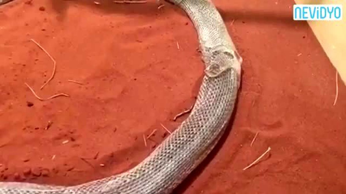 Pitonun Deri Değiştirme Görüntüleri Hayrete Düşürdü