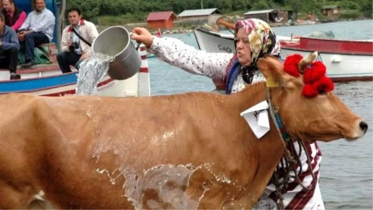 Aşırı Sıcaklar İnekleri de Olumsuz Etkiliyor