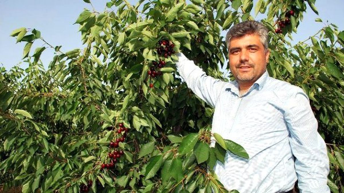 Avrupalı Salihli Kirazını Sevdi, Hedef Çin Pazarı