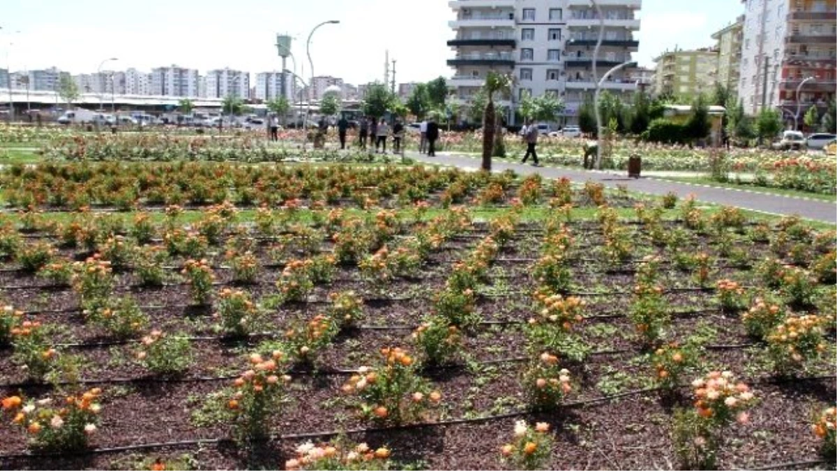Bağlar Belediyesi Gül Bahçeleri Geleneğini Yaşatıyor