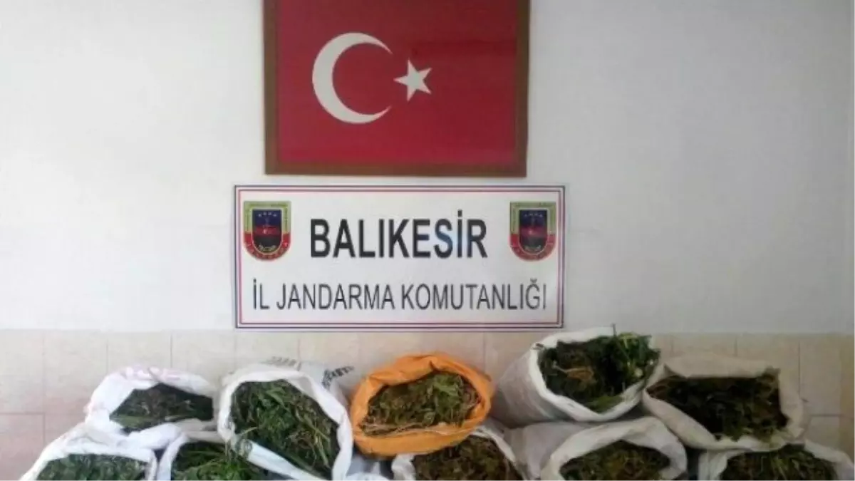 Balıkesir\'de 65 Kilo Esrar Ele Geçirildi