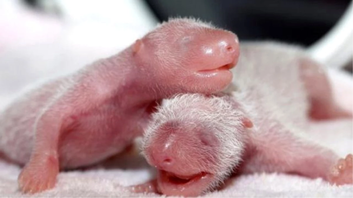 Bu Yılın İlk İkiz Pandası Dünyaya Geldi