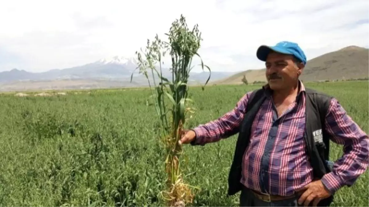 Kayseri Şeker\'den Yulaf, Danelik Mısır ve Tohumluk Arpa Ekimine Destek