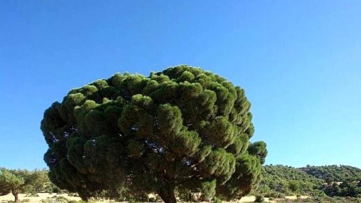 Kilis\'te 300 Yıllık Çam Ağacı