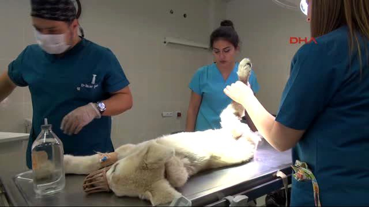 Sivas Otomobilin Çarptığı Köpeğin Bir Bacağı Kesildi