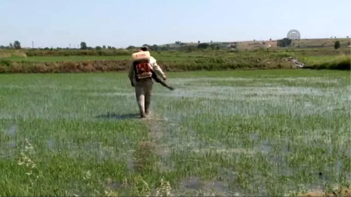 Çeltik Tarlarında Yabancı Otla Mücadele Başladı