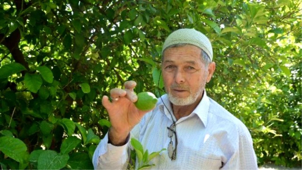 Çiftçinin 40 Yıllık Gelir Kapısı; Limon