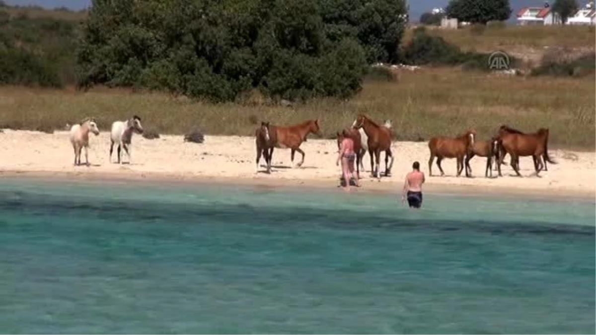 Denize Giren Atlar Turistlerin İlgi Odağı Oldu - Aydın