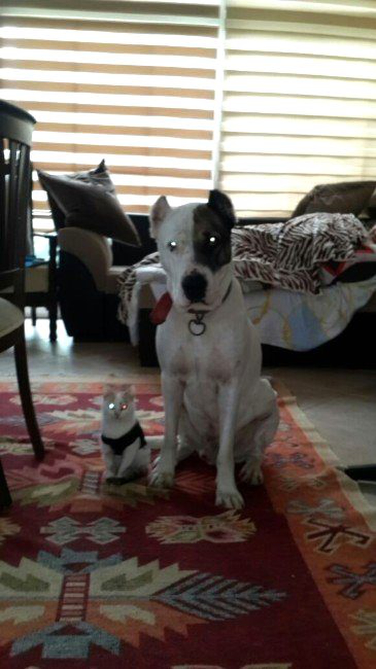 Yasak Irk Melez Köpek Mahkemelik Oldu