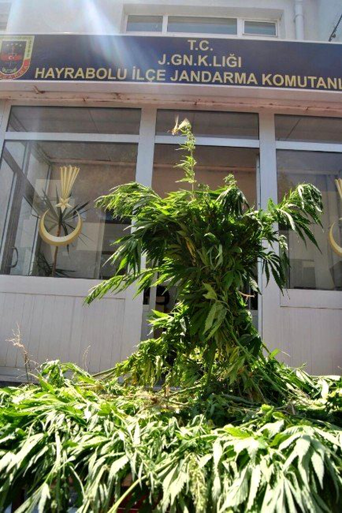 Ayçiçeği Tarlasında 600 Kök Hint Keneviri Ele Geçirildi