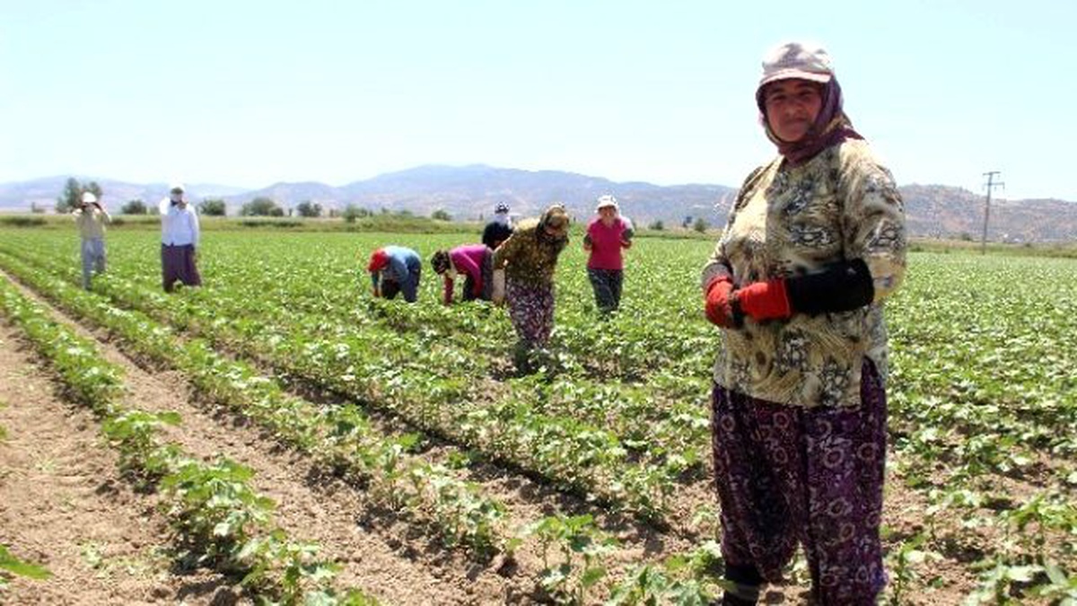 Aydınlı Kadınların 50 Derece Sıcakta 40 Liralık Ekmek Mücadelesi