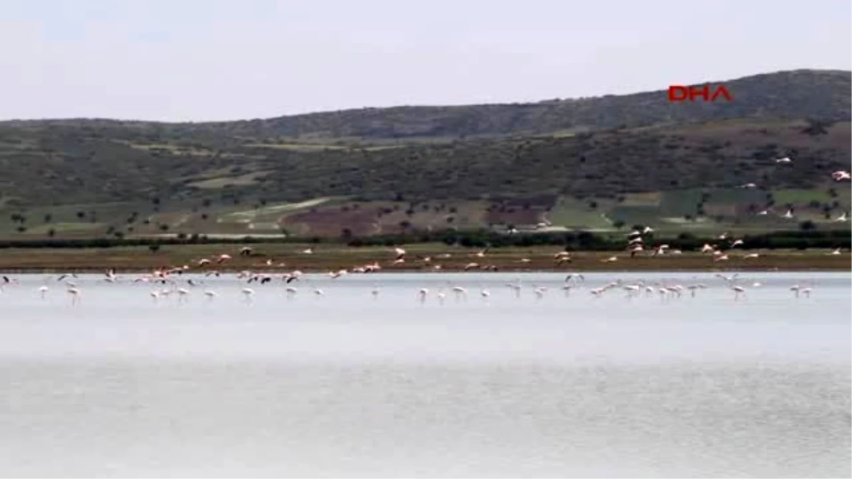 Burdur Yaralı Flamingolara Doğal Ortamında Tedavi Ediliyor