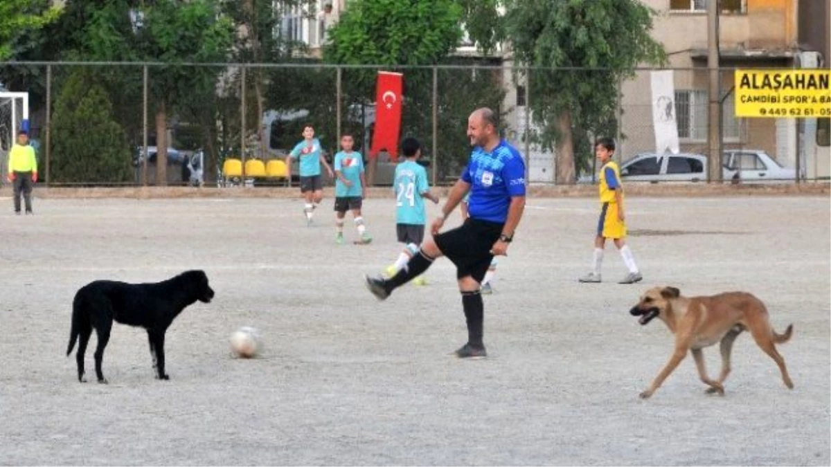 Futbol Turnuvasını Köpekler Bastı