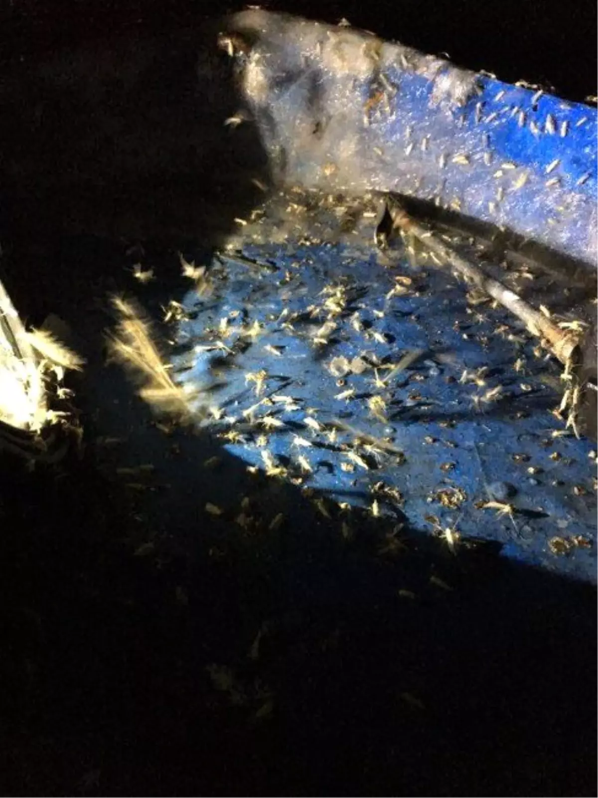 Gölbaşı\'nda Sivrisinek Kabusu Başladı