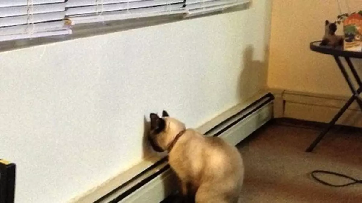 Hayvanların Başlarını Duvara Yaslamaları Ciddi Sorunların Habercisi