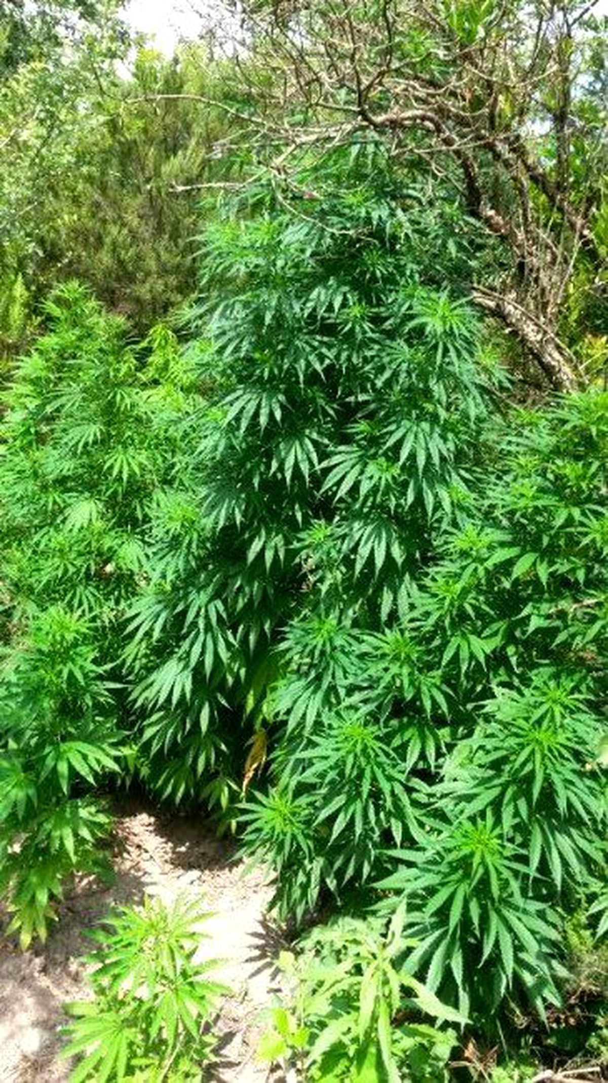 Hendek\'te 3 Bin 160 Kök Hint Keneviri Ele Geçirildi
