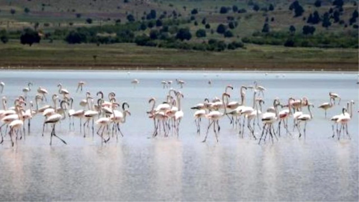 Yaralı Flamingolar Doğal Ortamında Tedavi Ediliyor