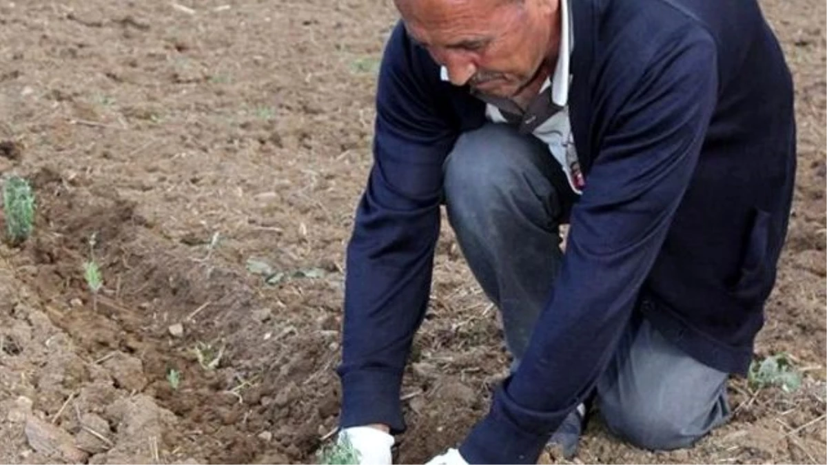 Alternatif Ürün" Diye Ekildi, Şimdi "Yok" Satıyor