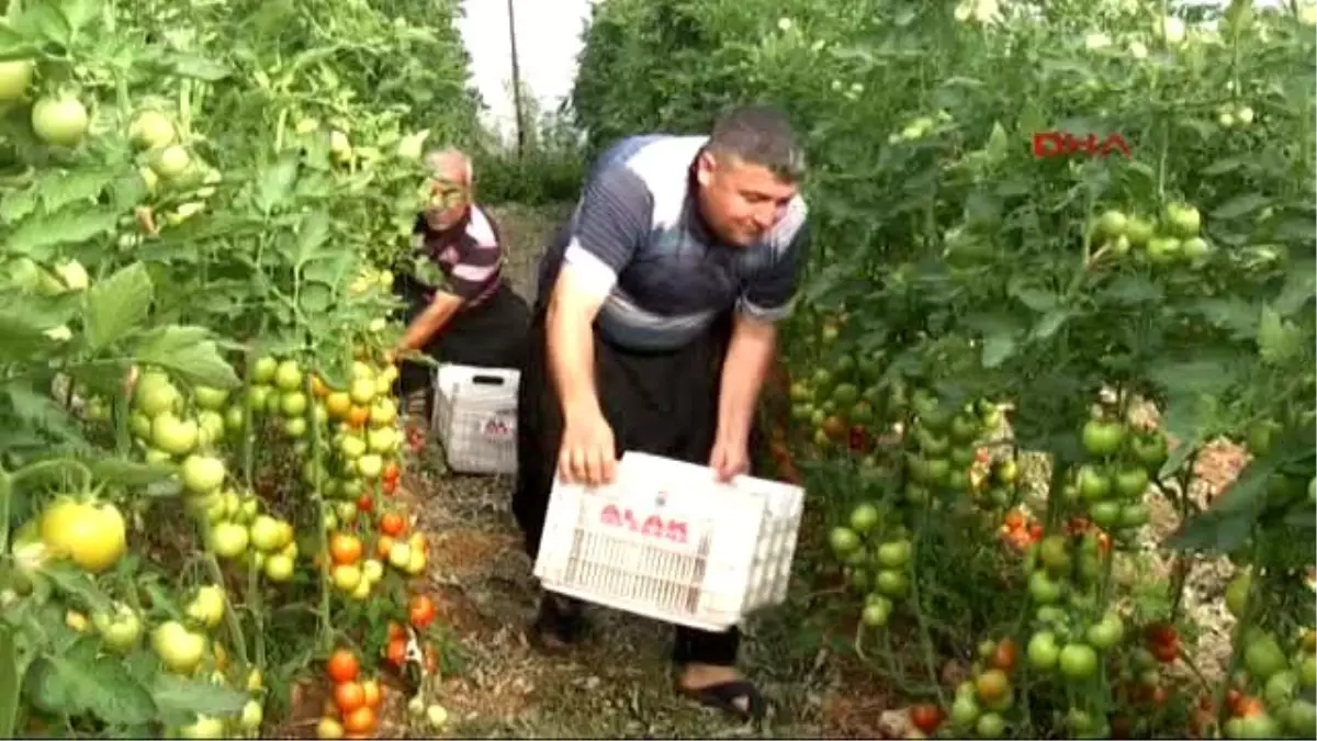 Erdemli Yayla Domatesi Yüz Güldürdü