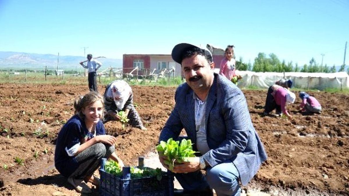 Tütün Ekimleri Sona Erdi