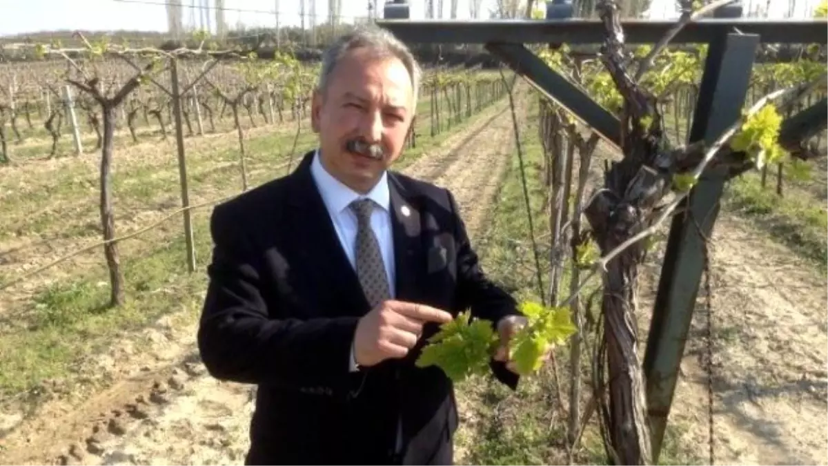 Üzümde Güneş Yanığı Tarsim Kapsamına Alınmalı"