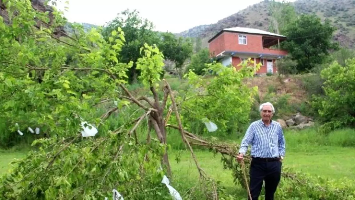 Ayılar Dut Ağaçlarına Dadandı