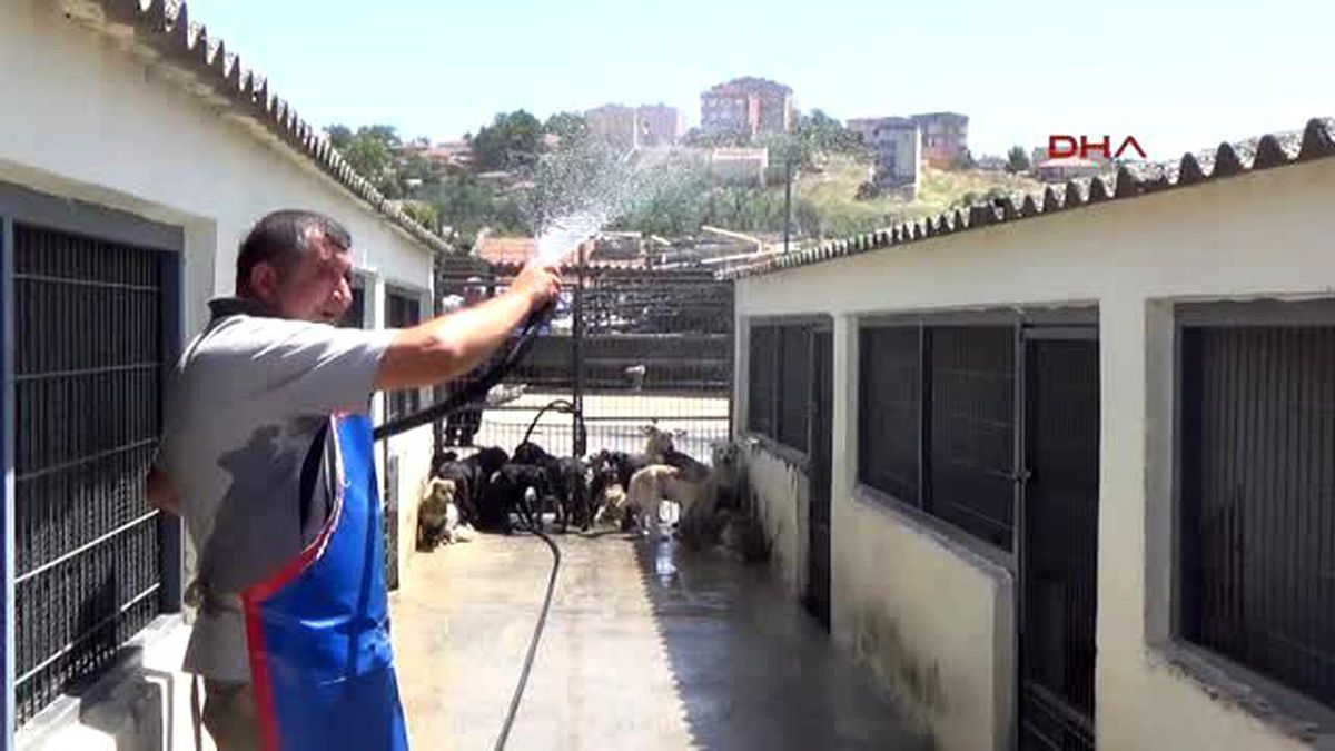 Çorlu Hayvanlara Sıcak Havada Hortumlu Serinlik