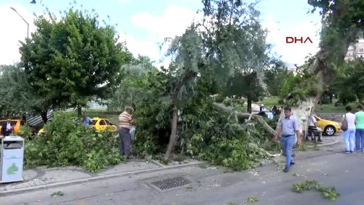 Edirne 171 Yaşındaki Anıt Ağacının Dalı Koptu, Vatandaşlar Şifalı Diye Yapraklarını Topladı