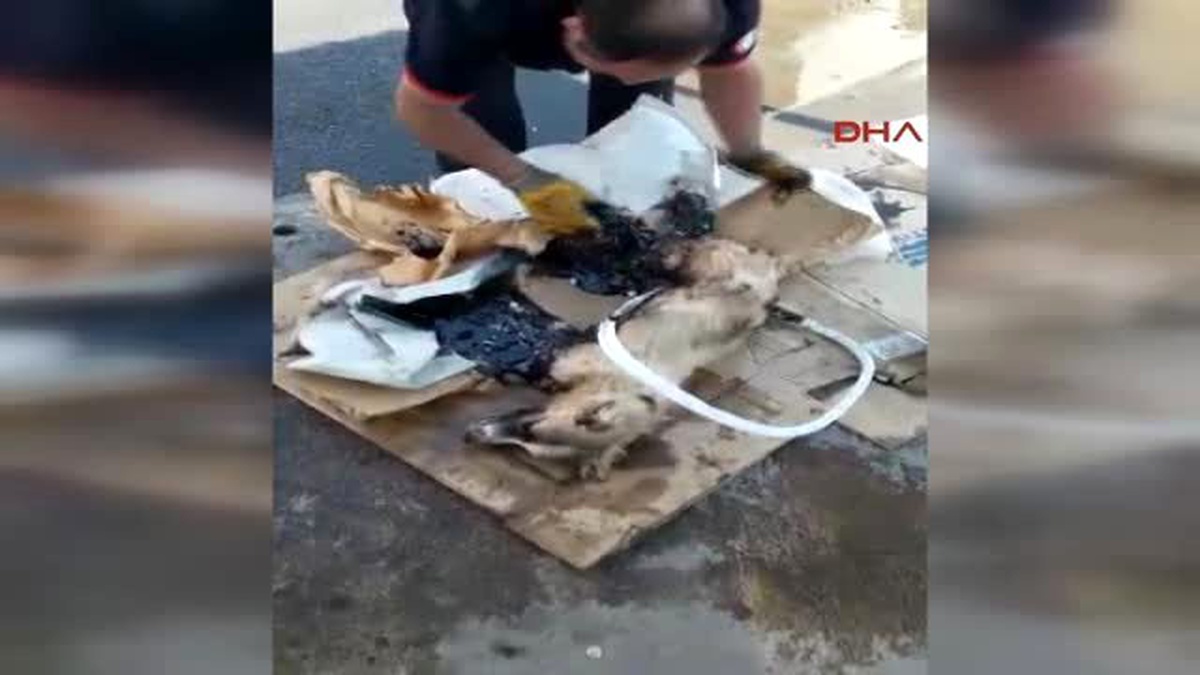 Şanlıurfa Zifte Yapışan Köpeği İtfaiye Kurtardı