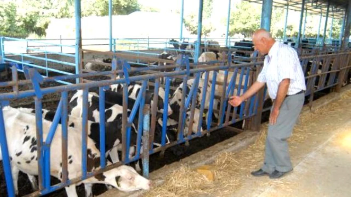Bayındırlı Süt Üreticisinden, Rekabet Çağrısı
