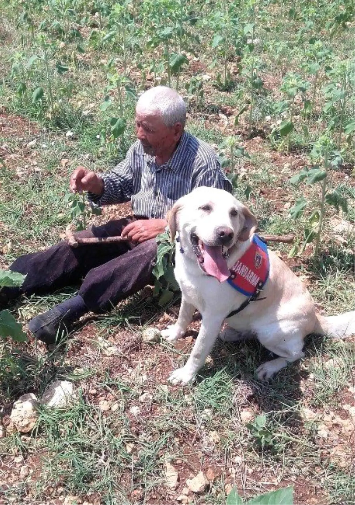 82 Yaşındaki Kayıp Dede Çalıların Arasında Bulundu