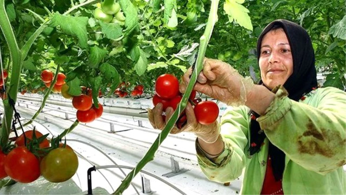 "Geçiş Dönemi", Domateste Fiyatı 3 Katına Çıkardı