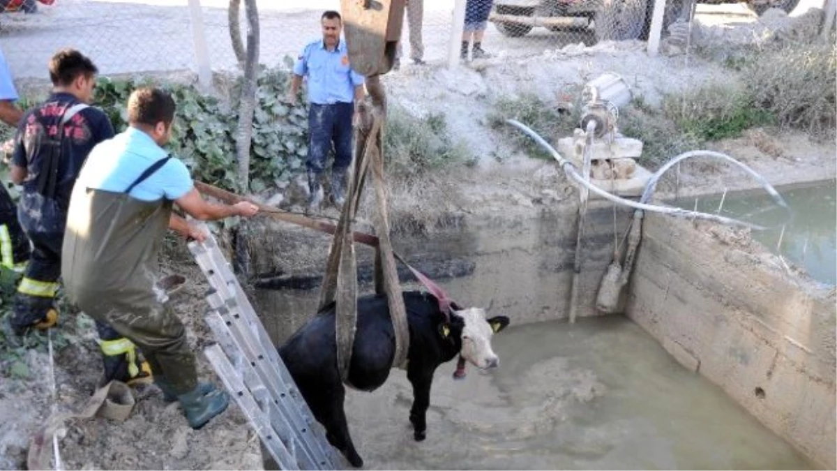 Havuza Düşen İneği İtfaiye Ekipleri Kurtardı