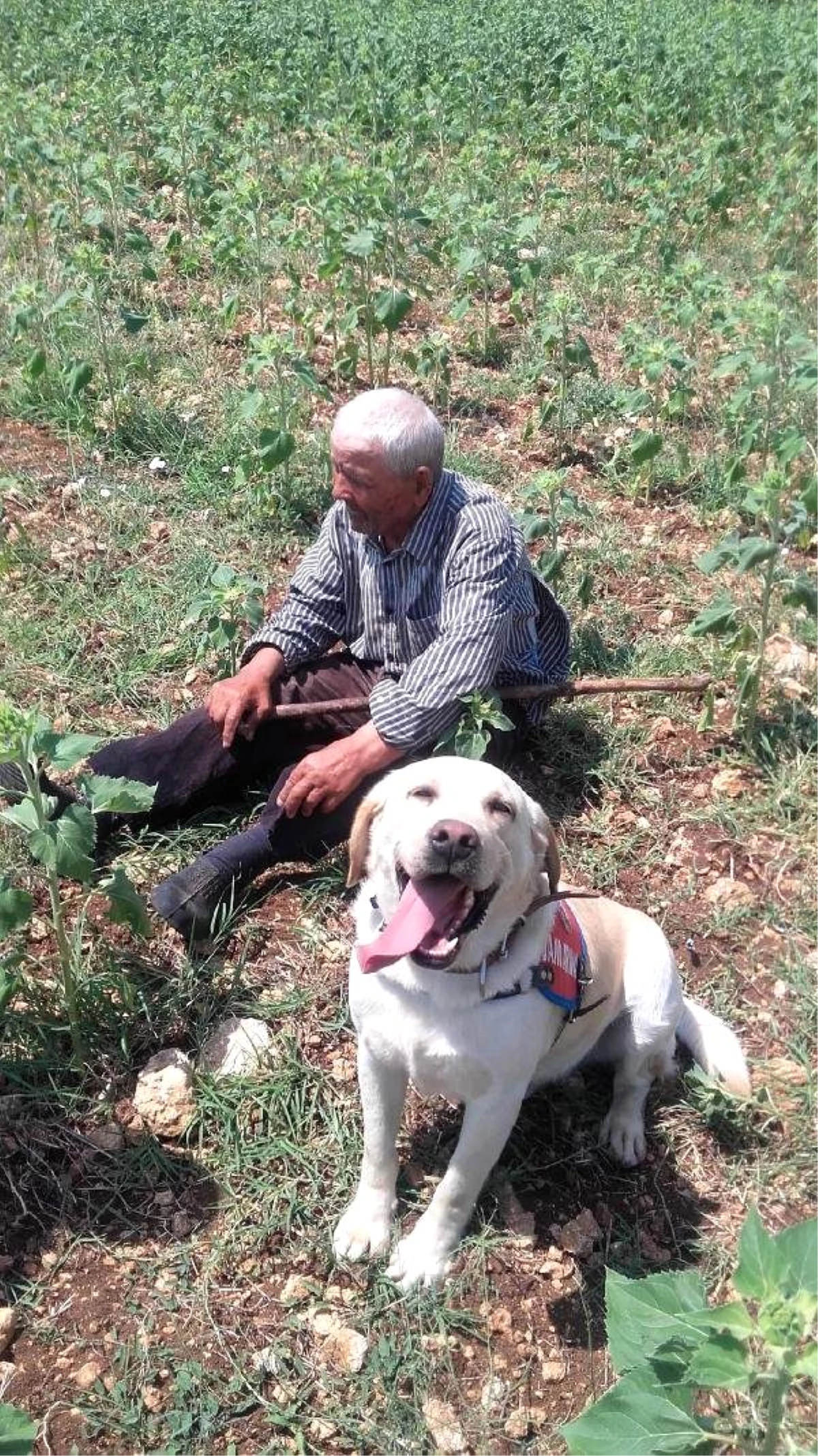 Kayıp Çiftçiyi Jandarmanın İz Takip Köpeği Buldu