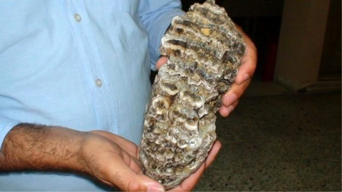 Konya\'da Mamuta Ait 2,5 Milyon Yıllık Diş Fosili Bulundu