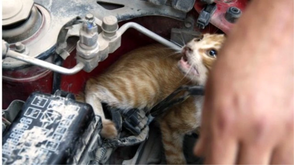 Otomobilin Motoruna Sıkışan Kediyi İtfaiye Ekipleri Kurtardı