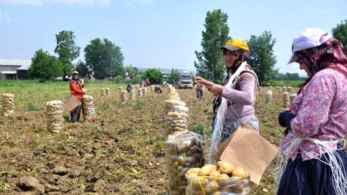 Patates Üretimi Kavurucu Sıcak Altında Sancılı Başladı