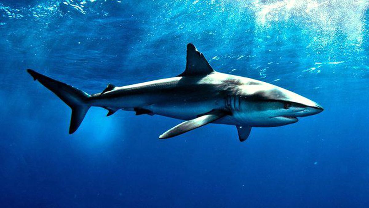 Sörf Yapan 11 Yaşındaki Çocuk Dehşeti Yaşadı! Köpek Balığına Yakalandı