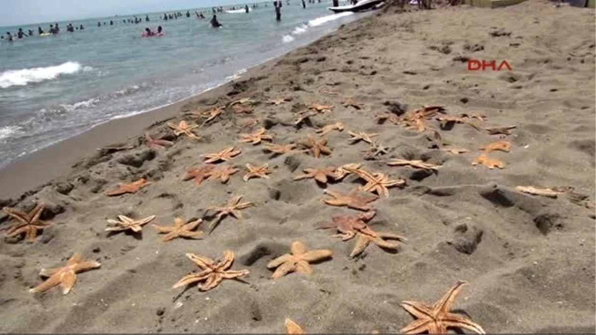Tekirdağ\'da Yüzlerce Deniz Yıldızı Ölü Olarak Karaya Vurdu