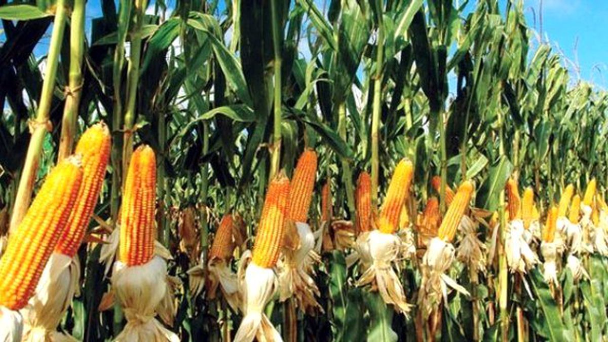 16 Bin 385 Hektar Alandan 20 Bin Ton Mısır Elde Edildi