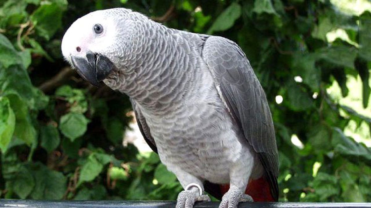 ABD'de Bir Papağan Cinayetin Tek Tanığı Oldu