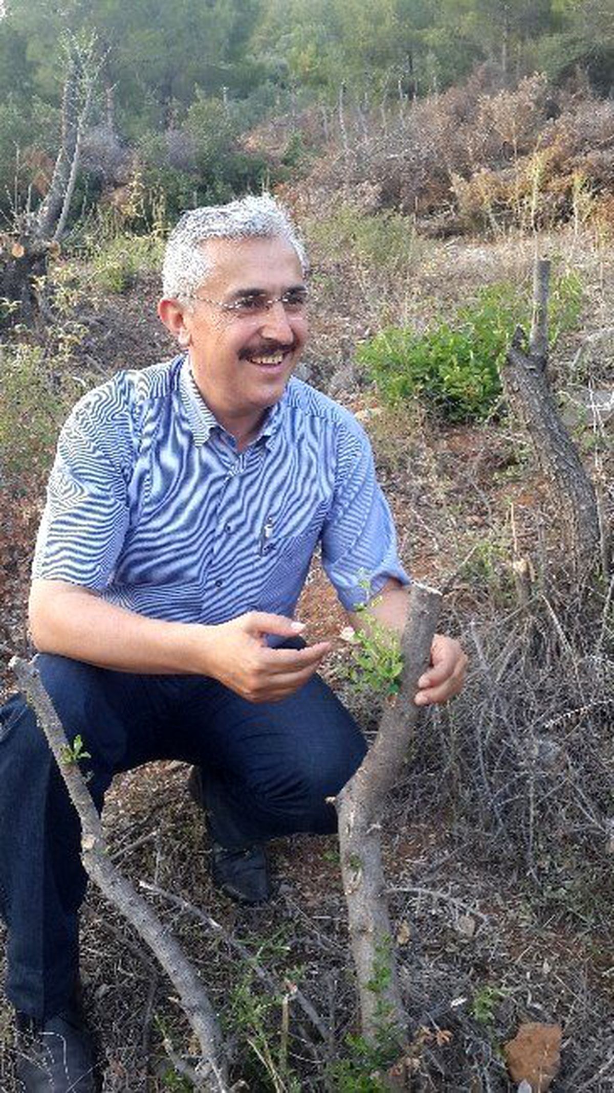 Gülnar\'da Yabani Zeytin Aşılamada Hedefler Aşıldı