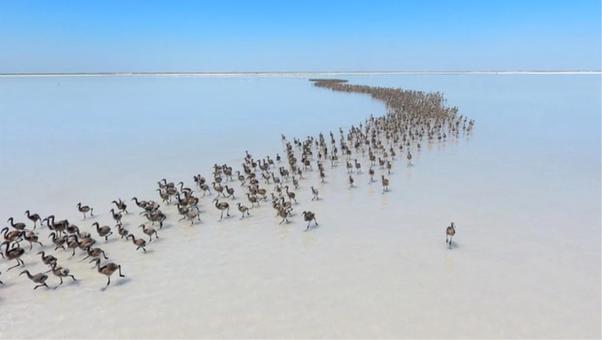 Tuz Gölü Flamingo Çiftliği Oldu