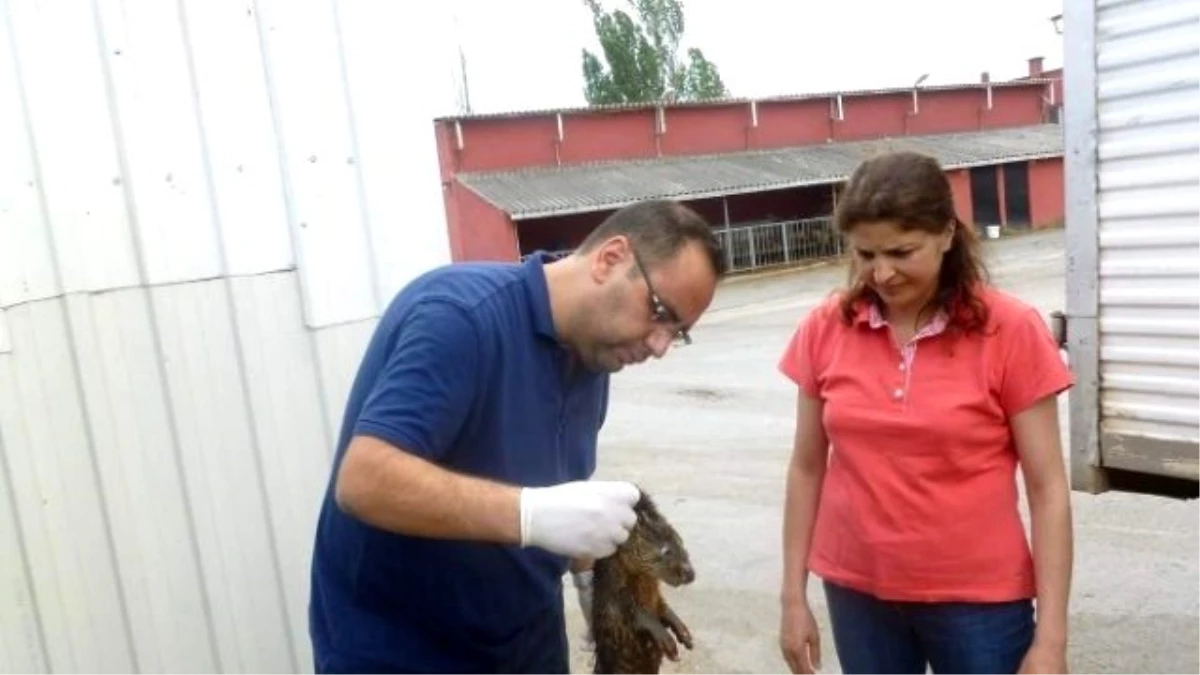 Yavru Su Samuru Doğal Ortamına Salındı