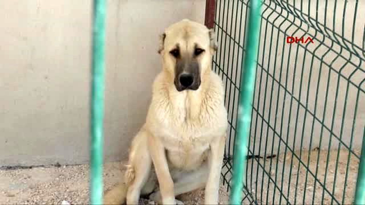 Gaziantep\'te, Kangal Köpeği, Dişi Köpekle Kandırarak Çaldılar
