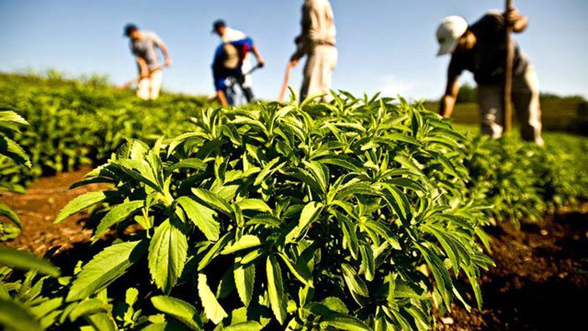 Stevia Bitkisi Şekerin Tahtını Sallıyor