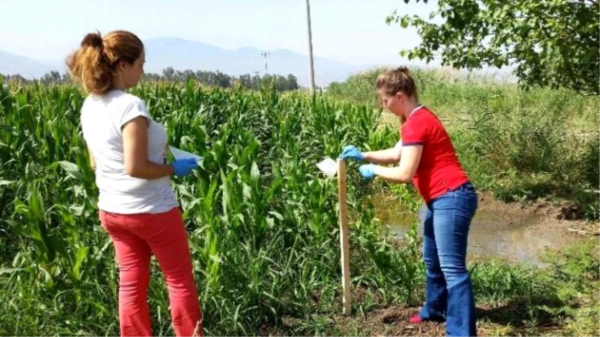 Aydın\'da \'Batı Mısır Kök Kurdu\' Sürvey Çalışmaları Başladı