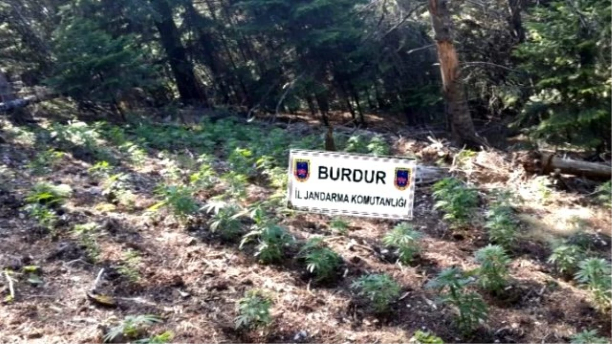 Burdur\'da 19 Bin 975 Kök Kenevir Ele Geçirildi