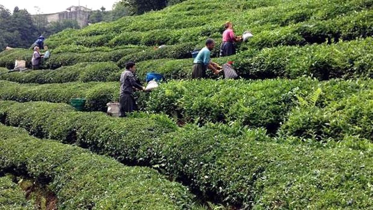 Çaykur İşçi İkramiyelerini Yarın Ödeyecek
